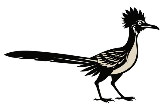 recommend clip art: Greater roadrunner silhouette vector illustration. male roadrunner