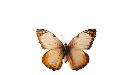 Fototapeta premium Beige and Brown Butterfly with Symmetrical Wing Pattern on White Background