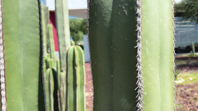 cactacea en un bosque de m&eacute;xico