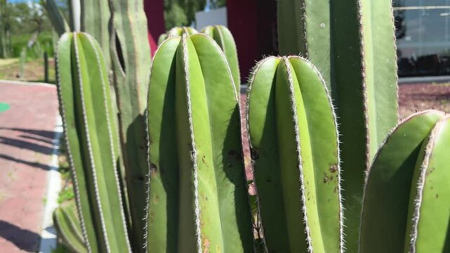acercamiento de unos cactus en un campo mexicano