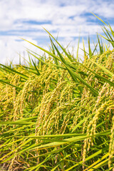夏の稲穂