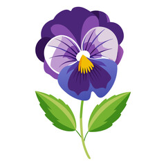 illustration of flower, Pansy flower isolated on white background, Pansy illustration, Pansy flower vector