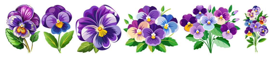 illustration of flower, Pansy flower isolated on white background, Pansy illustration, Pansy flower vector