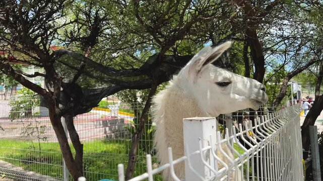 Llama en un santuario de animales