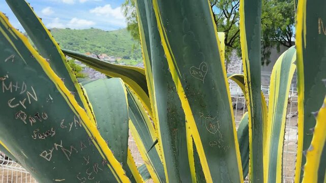pencas de maguey con inscripciones escritas a mano