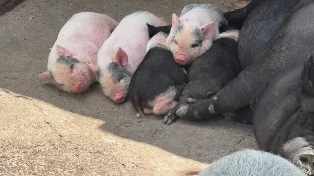 Peque&ntilde;os cerdos junto a su mam&aacute; 