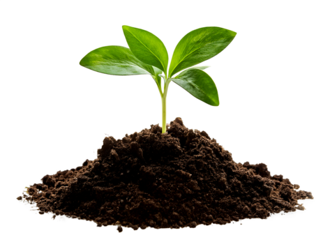 sprouting fresh plants from the ground in PNG 