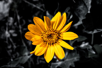 yellow flower