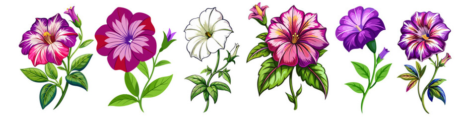 illustration of flower, Petunia flower isolated on white background, Petunia illustration, Petunia flower vector