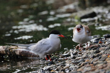 terns