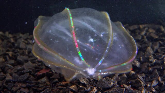 Black Sea, Jellyfish Beroe ovata - devouring Mnemiopsis leidy. Combine jelly digesting caught comb jelly Mnemiopsis, comb plates glistening in the light