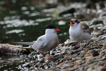 terns