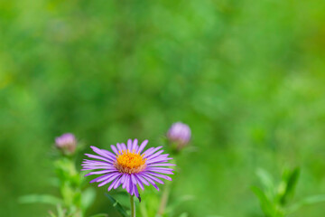 flower in the garden