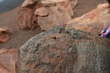 ladybug on lava stone of Etna