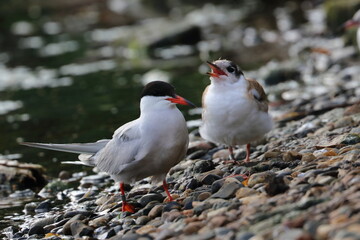 common tern