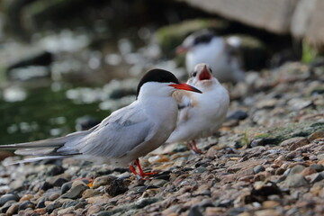 common tern