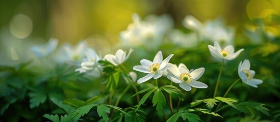 Fototapeta premium The Beauitful White Spring Flowers Of Anemone Nemorosa Growing Outdoors In A Natural Woodland Setting Also Known As Wood Anemone Or Wind Flower Copy Space To Right Selective Focus