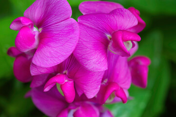 pink everlasting pea flowers