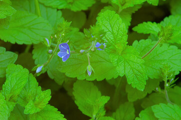 blue bird's-eye speedwell wildflower