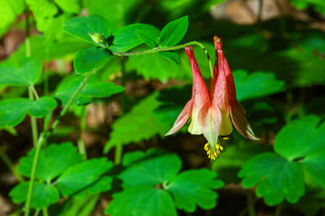 wild columbine flower