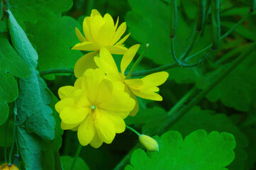 yellow celandine flower