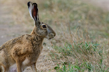 Wild European Hare Lepus Europaeus. Head animal close up