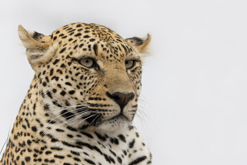 Leopard (Panthera pardus) female hanging around in Sabi Sands game reserve in the Greater Kruger Region in South Africa