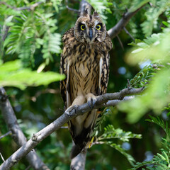 Portrait of the short-eared owl Asio flammeus. An owl hides on the branches of a tree