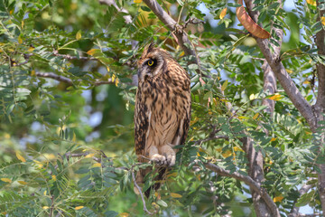 Obraz premium Portrait of the short-eared owl Asio flammeus. An owl hides on the branches of a tree