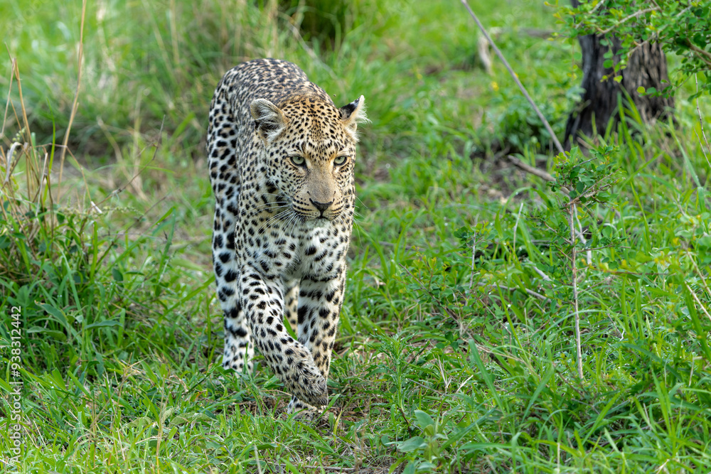 Sticker Leopard (Panthera pardus) female hanging around in Sabi Sands game reserve in the Greater Kruger Region in South Africa