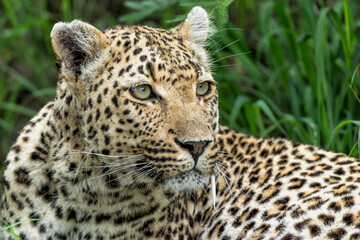 Leopard (Panthera pardus) female hanging around in Sabi Sands game reserve in the Greater Kruger Region in South Africa