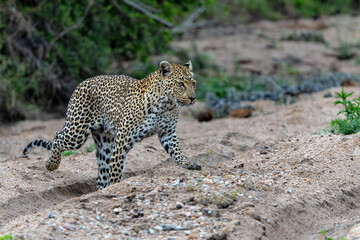 Leopard (Panthera pardus) female hanging around in Sabi Sands game reserve in the Greater Kruger Region in South Africa