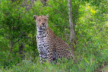 Leopard (Panthera pardus) female hanging around in Sabi Sands game reserve in the Greater Kruger Region in South Africa