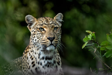 Leopard (Panthera pardus) female hanging around in Sabi Sands game reserve in the Greater Kruger...