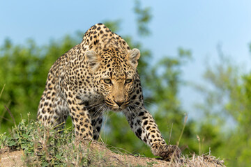 Leopard (Panthera pardus) female hanging around in Sabi Sands game reserve in the Greater Kruger...