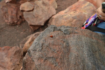 Ladybug on the rock
