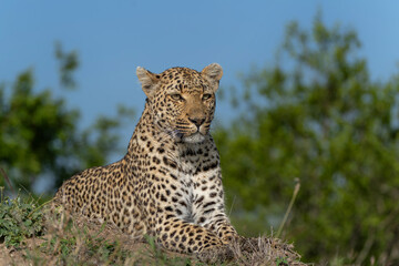 Leopard (Panthera pardus) female hanging around in Sabi Sands game reserve in the Greater Kruger Region in South Africa