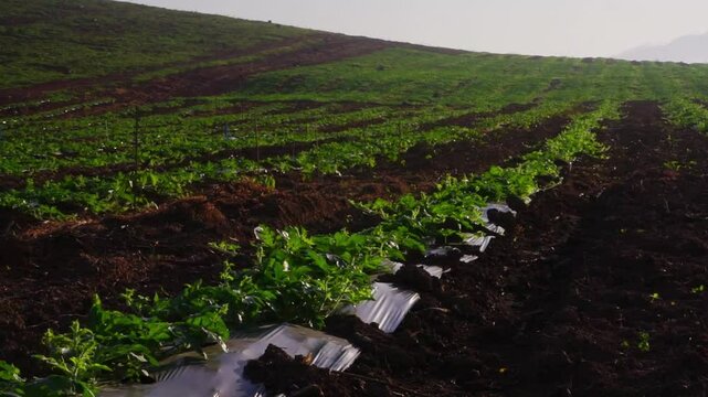 Watermelon farming area in the south of Thailand, Watermelon farm, Watermelon field in sunray, Sun beam, Sun flar
