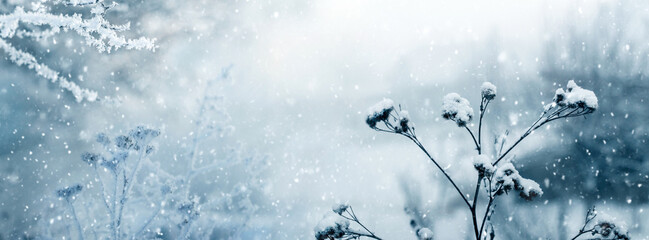 Snow-covered dry plants in a forest on a meadow in winter during a snowfall
