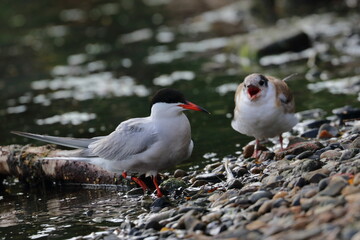 common tern