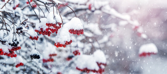 Snow-covered bunches of viburnum on bushes in winter during snowfall