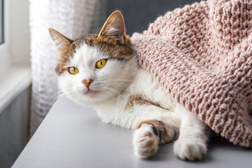 A cat covered with a blanket in the room by the window