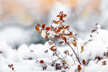 Snow-covered branches of a bush with red dry leaves after snowfall