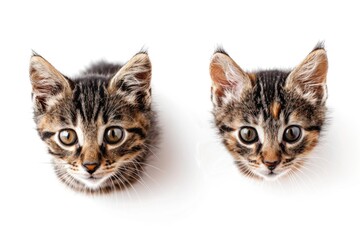 Obraz premium Two adorable kittens snuggle up next to each other, perfect for animal-themed illustrations or social media posts