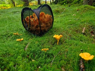 Mushroom i forest
