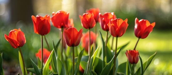 Fototapeta premium Tulips A Bulbous Spring Flowering Plant With Boldly Colored Cup Shaped Flowers