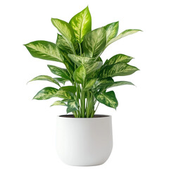 Green plant in a Pot, modern indoor tree  on a transparent background