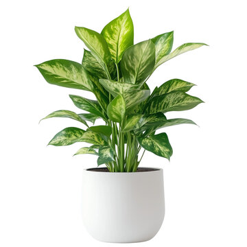 Green plant in a Pot, modern indoor tree  on a transparent background