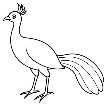 recommend clip art: Lyrebird Line Art Vector Design