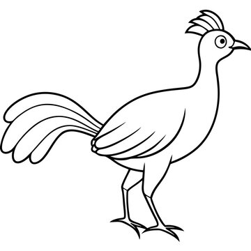 recommend clip art: Lyrebird Line Art Vector Design